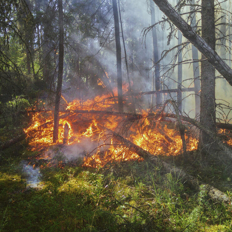 Open-Range Manure Compost | Native Biochar | Microbial Life